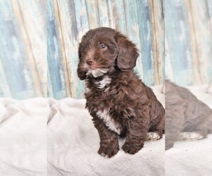 Miniature Labradoodle Puppy for sale in NILES, MI, USA