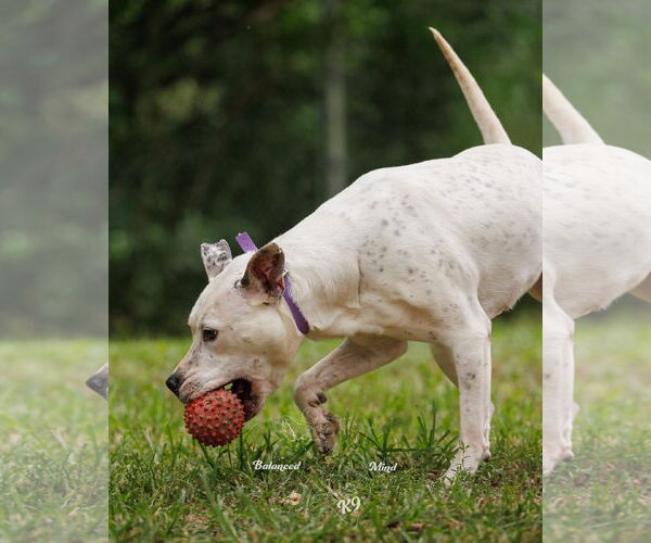 Medium Photo #3 American Pit Bull Terrier-Unknown Mix Puppy For Sale in Germantown, OH, USA