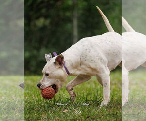 Vally - Female American Pit Bull Terrier-Unknown Mix Dog for Adoption - Photo #3