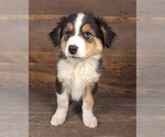 Puppy Benjamin Australian Shepherd