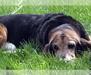 COAL - Male Basset Hound Dog for Adoption - Photo #2