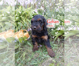 Labradoodle Puppy for sale in GENOA CITY, WI, USA