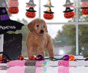 Goldendoodle Puppy for sale in FAIR GROVE, MO, USA