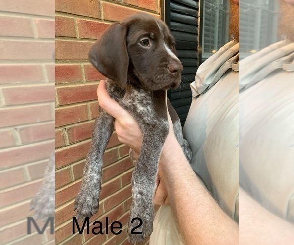 Medium Photo #2 German Shorthaired Pointer Puppy For Sale in MARIETTA, GA, USA