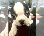 Puppy Elaine Boston Terrier