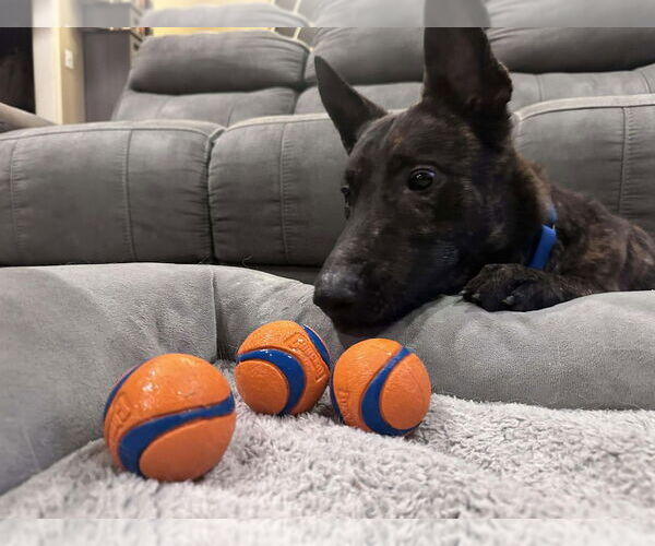 Medium Photo #2 Holland Shepherd Puppy For Sale in Imlay City, MI, USA