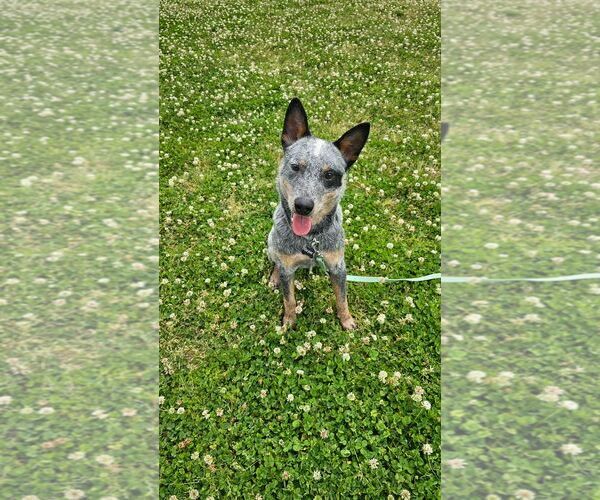 Medium Photo #8 Mutt Puppy For Sale in Highland, IL, USA