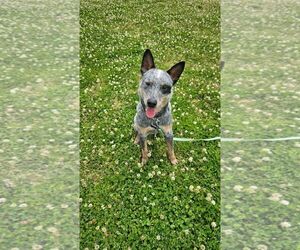 Leroy - Male Mutt Dog for Adoption - Photo #8