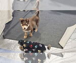 Small Siberian Husky