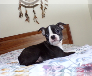 Boston Terrier Puppy for sale in MONROE, NH, USA