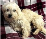 Small Photo #2 Maltese-Unknown Mix Puppy For Sale in Minneapolis, MN, USA