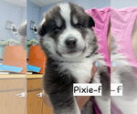 Small #2 Siberian Husky