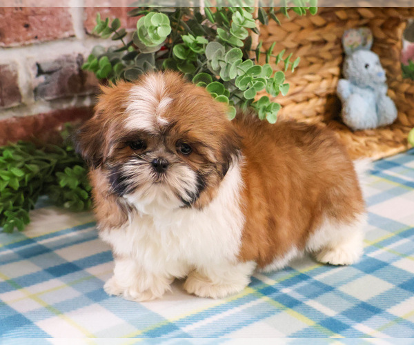 Medium Photo #10 Shih Tzu Puppy For Sale in SYRACUSE, IN, USA