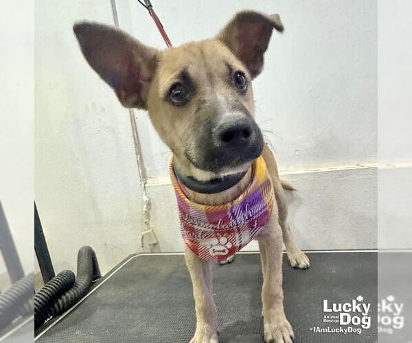 Medium Photo #2 Labrador Retriever-Unknown Mix Puppy For Sale in Washington, DC, USA