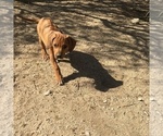 Small Photo #101 Rhodesian Ridgeback Puppy For Sale in MORONGO VALLEY, CA, USA