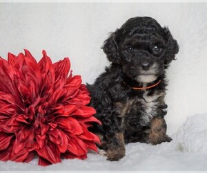 Goldendoodle-Poodle (Miniature) Mix Puppy for sale in FREDERICKSBG, OH, USA