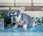 Small #1 French Bulldog