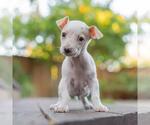 Small #1 Poodle (Miniature) Mix