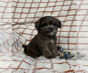 Maltipoo Puppy for sale in FRANKLIN, IN, USA