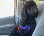 Small #64 Poodle (Standard)