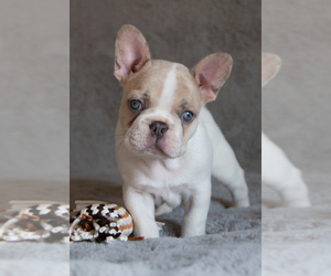 French Bulldog Puppy for sale in MENIFEE, CA, USA