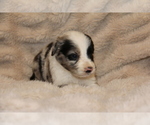 Small #1 Australian Shepherd