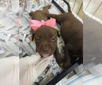 Small Labrador Retriever Mix