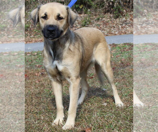 Medium Photo #2 Retriever -Unknown Mix Puppy For Sale in Prattville, AL, USA