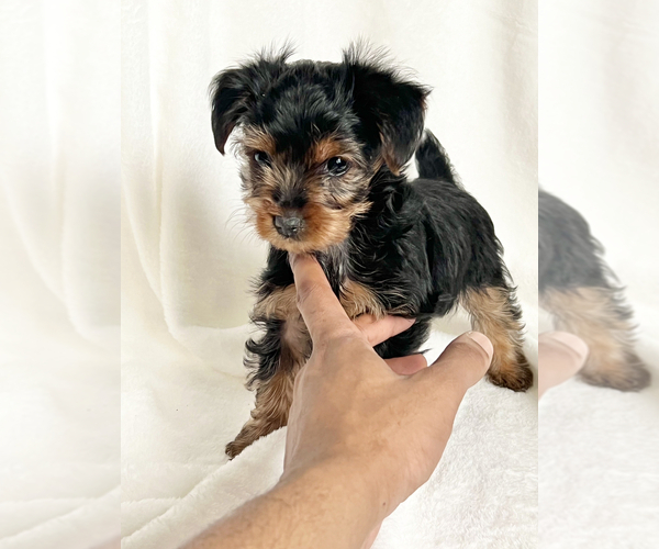 Medium Photo #1 Yorkshire Terrier Puppy For Sale in LITHONIA, GA, USA