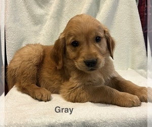 Golden Retriever Puppy for sale in WEBSTER, WI, USA