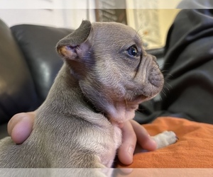 French Bulldog Puppy for sale in FRESNO, CA, USA