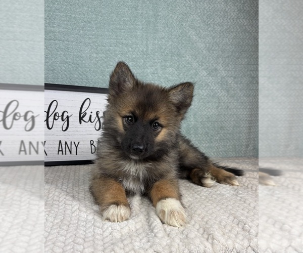 Medium Photo #4 Pomsky Puppy For Sale in FRANKLIN, IN, USA