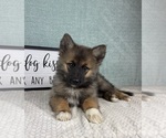 Small #3 Pomsky