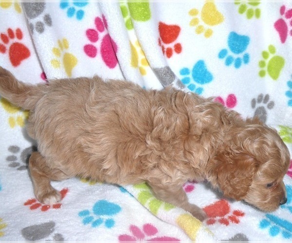 Medium Photo #5 Cavapoo-Poodle (Miniature) Mix Puppy For Sale in ORO VALLEY, AZ, USA