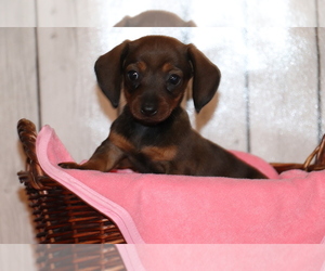 Dachshund Puppy for sale in SHILOH, OH, USA
