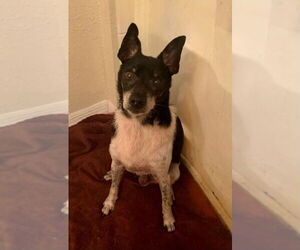 Chihuahua Mix Dog for Adoption in oakland, Florida USA