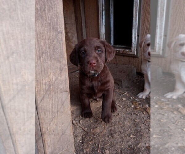 Medium Photo #3 Labrador Retriever Puppy For Sale in WASHINGTON, KS, USA