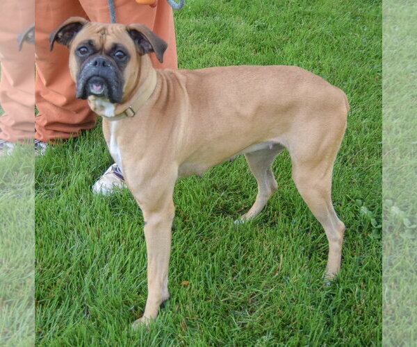 Medium Photo #2 Boxer Puppy For Sale in Huntley, IL, USA