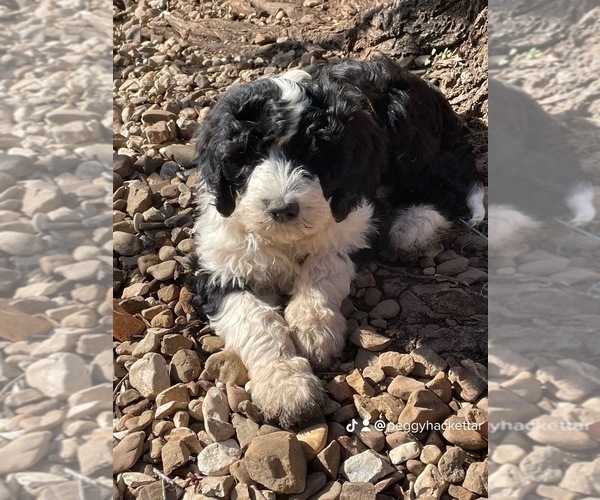 Medium Photo #10 Sheepadoodle Puppy For Sale in SPRINGDALE, AR, USA