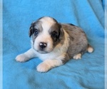 Small #1 Aussiedoodle
