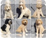 Small Photo #1 Pyredoodle Puppy For Sale in LEESVILLE, SC, USA