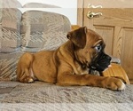 Small Photo #3 Boxer Puppy For Sale in EDINA, MO, USA