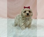 Small #3 Poodle (Toy)