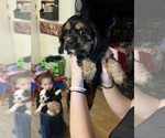 Small Photo #7 Cocker Spaniel Puppy For Sale in COLBERT, GA, USA