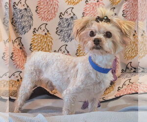 Maltese Dogs for adoption in Bon Carbo, CO, USA