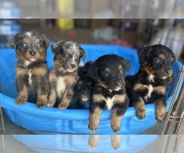 Medium Photo #1 Miniature Bernedoodle Puppy For Sale in GERMANTOWN, OH, USA