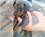 Small Photo #4 Doberman Pinscher Puppy For Sale in MOUNT OLIVE, NC, USA