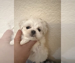 Maltese Puppy for sale in RANCHO BERNARDO, CA, USA