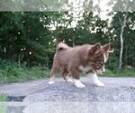 Small Photo #6 Pomsky Puppy For Sale in DRACUT, MA, USA