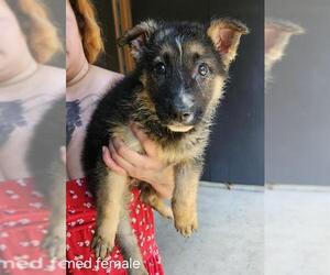 German Shepherd Dog-Unknown Mix Dogs for adoption in San Antonio, TX, USA